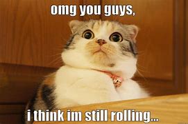 Image result for Rolling Pin Cat Meme
