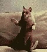 Image result for Salsa Dancing Cat Meme
