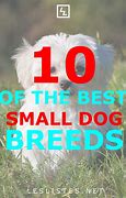 Image result for Best Small Dogs for Pets