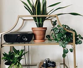 Image result for How to Take Care of Plants