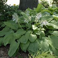 Image result for Hosta T Rex