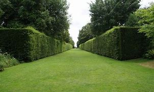 Image result for Grass Hedge