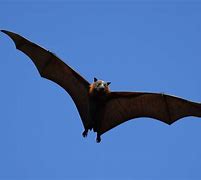 Image result for The Brite Bat