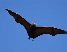 Image result for Big Bat Species