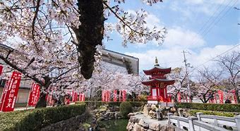Image result for Osaka Mint Cherry Blossom