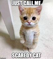 Image result for Call Me Cat Meme