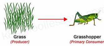 Image result for Food Chain with Grass Being Eaten by Cricket