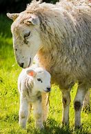 Image result for Lamb Newborn Mlik