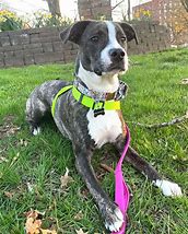 Image result for Pit Bull Mixed