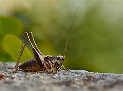 Image result for HD Picture of a Cricket Insect