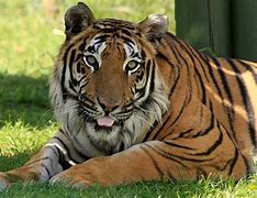 Image result for Tiger Stock-Photo