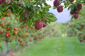 Image result for Apple Tree with Many Fruits