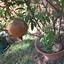 Image result for Potted Fruit Trees