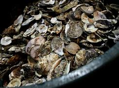 Image result for Chesapeake Bay Oysters