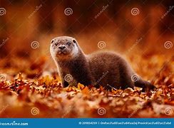 Image result for Orange Otters Skins