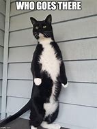 Image result for Cat Standing Meme Template