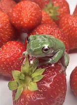 Image result for Cute Frog with Strawberry