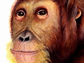 Image result for anoiapithecus