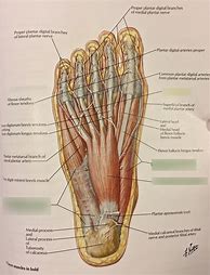 Image result for The Radius Foot Teams