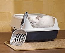 Image result for How to Train Cat to Use Litter Box