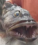 Image result for Freshwater Fish with Sharp Teeth