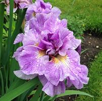 Image result for Iris sibirica Pink Parfait
