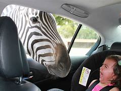 Image result for Silly Animal Pictures for Kids