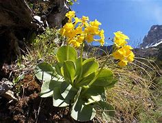Зображення, знайдене за запитом "Primula auricula The Sneep"