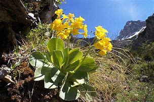 Bildergebnis für Primula auricula Rocksand