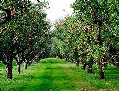Image result for Planting Apple Trees at Home