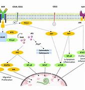 Image result for B-cell Costimulation
