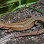 Image result for Types of Lizards in the UK