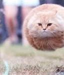 Image result for Flying Cat Ball Meme