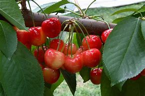 Image result for Rainier Cherry Tree