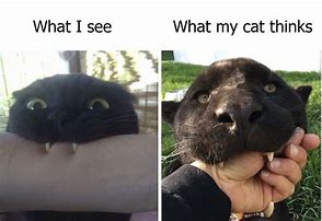 Image result for Scary Black Cat Meme