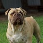Image result for Australian Bulldog Dog
