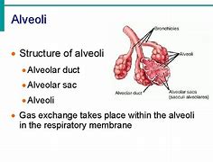Image result for akveolar