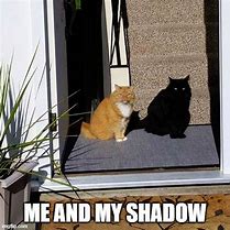 Image result for Black Cat Shadow Meme