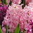 Image result for Pink Hyacinth Material