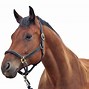 Image result for Transparent Background Horse Racing