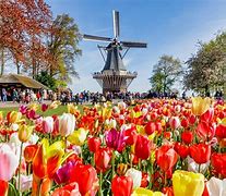 Image result for Netherlands Landmarks