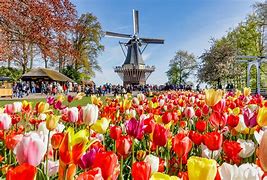 Image result for Keukenhof Holland Tulip Festival