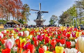 Image result for Tulip Fields Netherlands Amsterdam