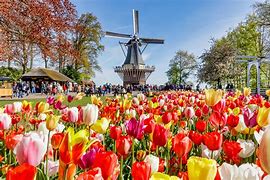 Image result for Amsterdam Nature