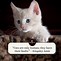 Image result for Cat Quotes About Life