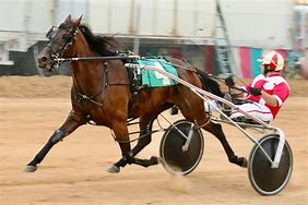 Image result for Harness Horse Racing Equipment