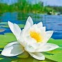 Image result for Lotus Flower Desktop Wallpaper