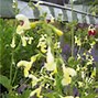 Image result for Nepeta faassenii (x)