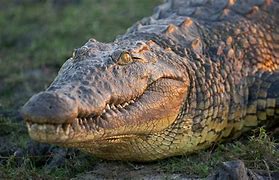 Image result for Crocodile Front View