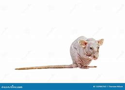 Image result for Rat Cleaning Itself